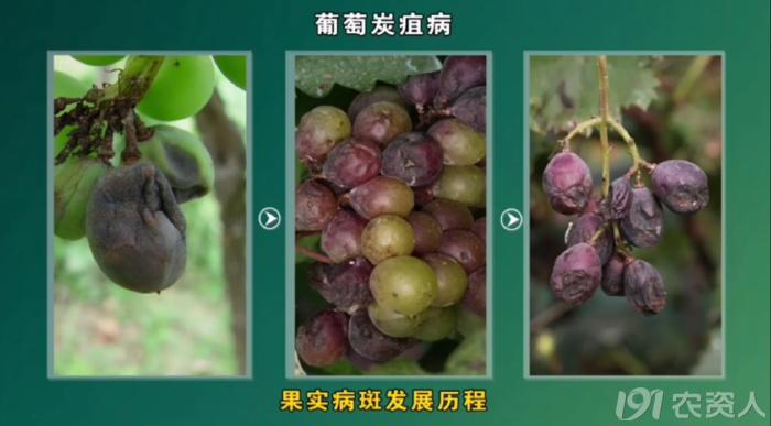 葡萄8月管理,葡萄八月的霜霉防治