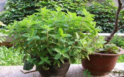 薄荷的盆栽养殖方法和注意事项,盆栽薄荷的养殖方法和技术图片