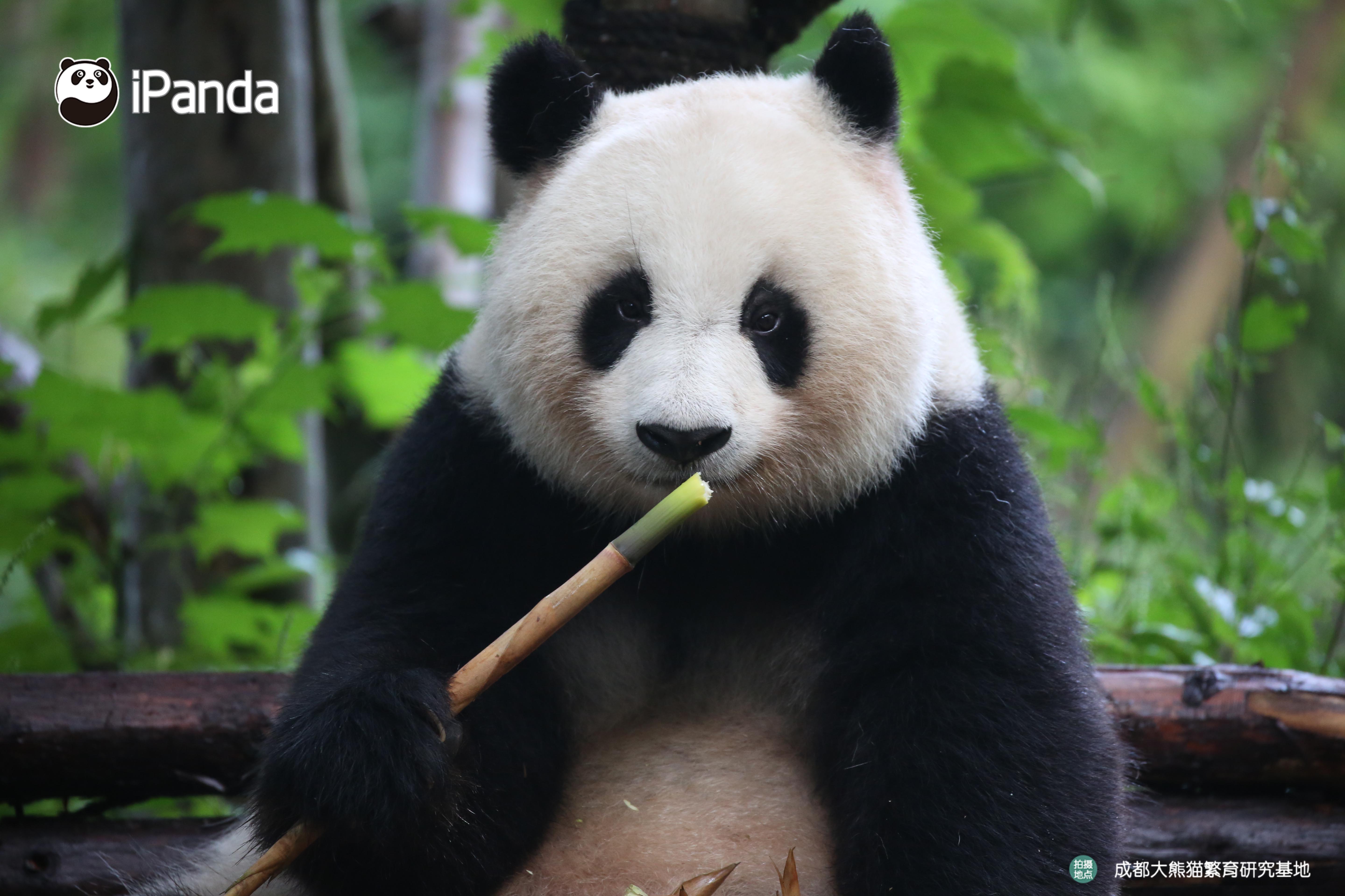 get认猫八招,轻松变大神!好看的熊脸千篇一律,认猫难到哭泣?