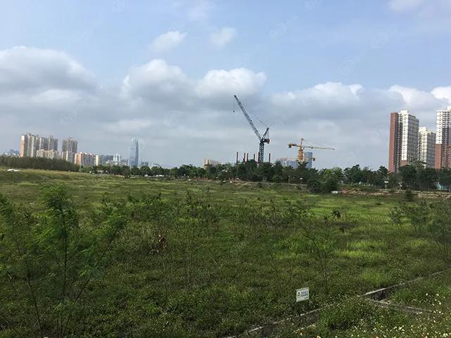 猛虎pk,猛虎和雄狮的pk