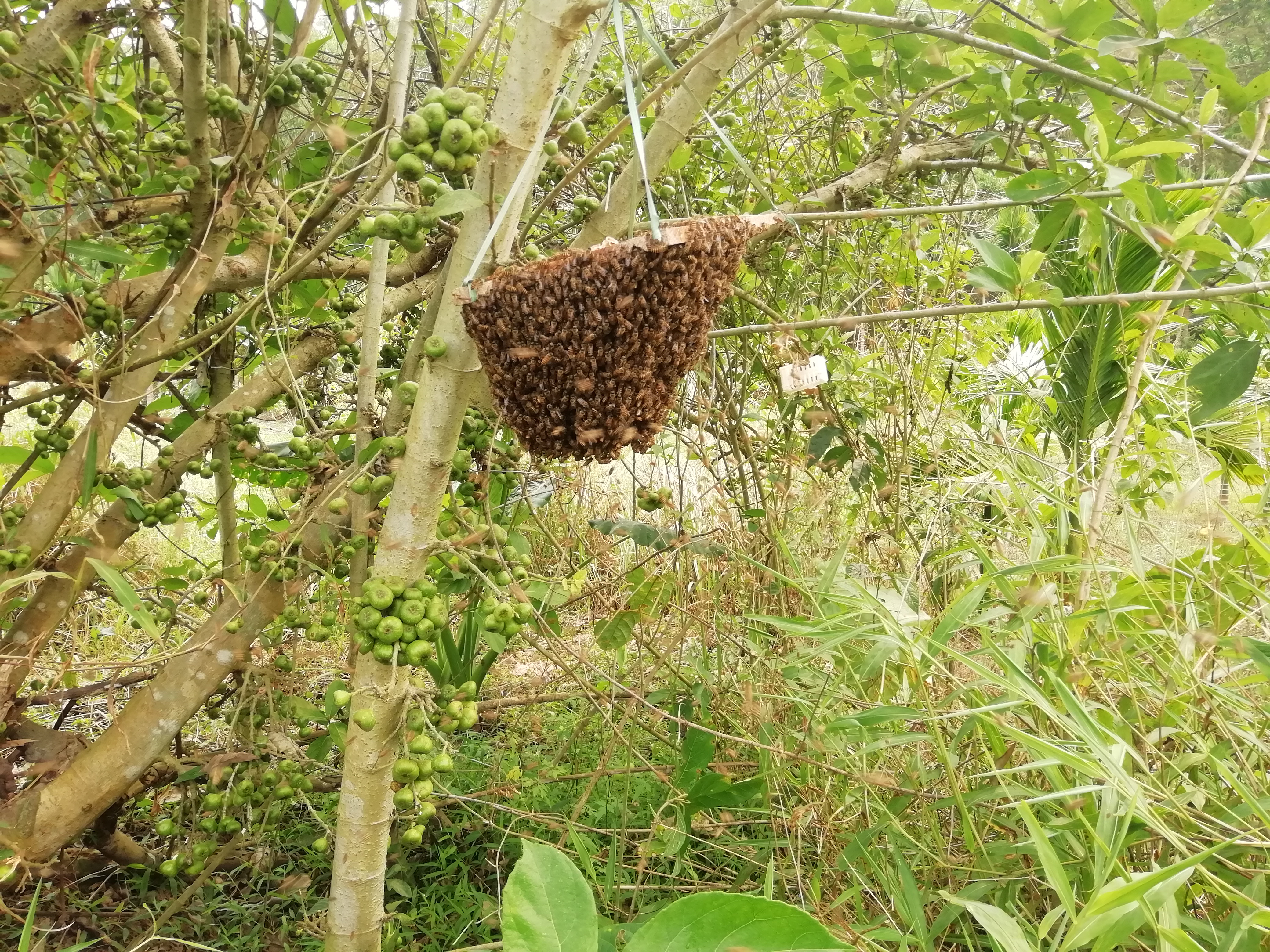 发现蜜蜂在筑巢怎么办,发现蜜蜂怎么解决