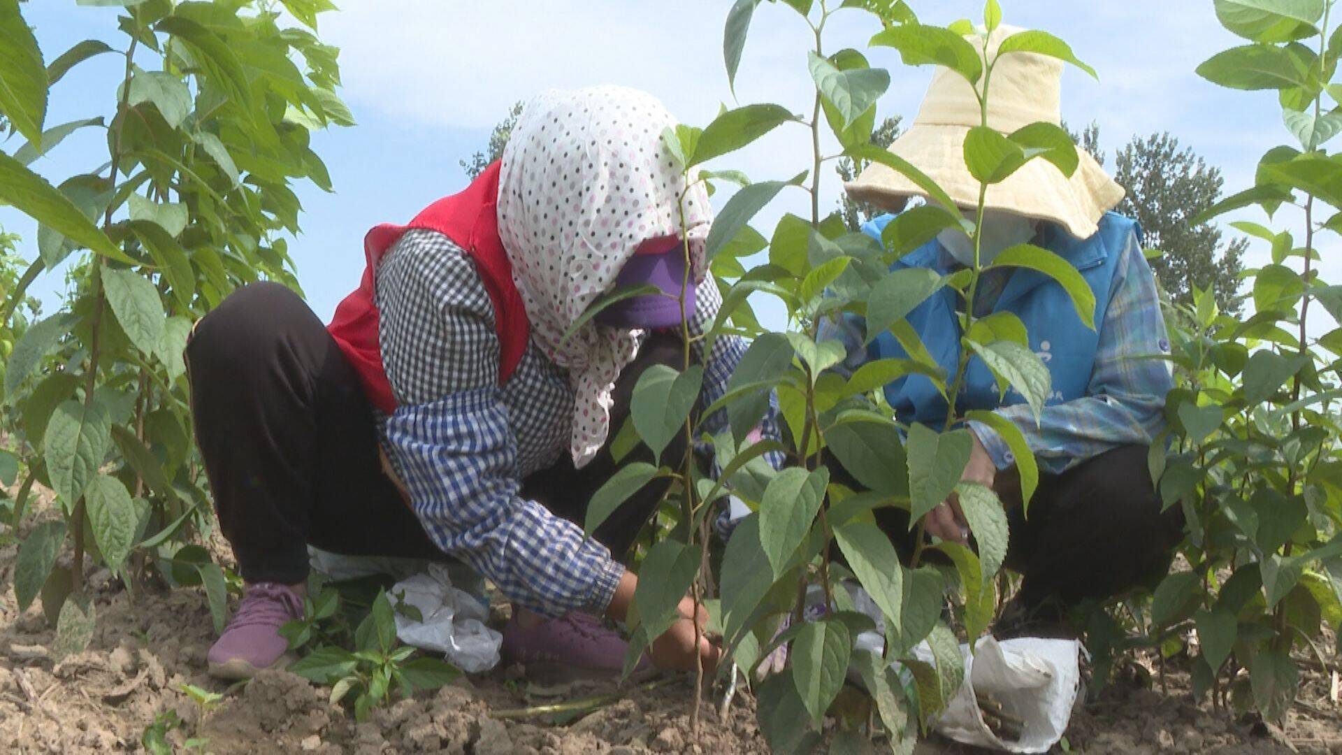 苗木种植助农户致富行动,滨州惠民县果树苗