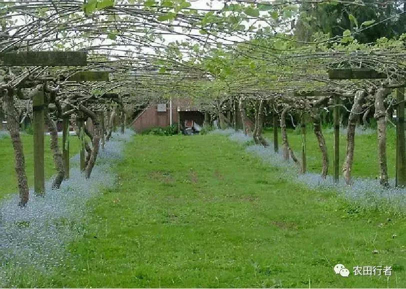 果园管理规章制度,柑橘果树修剪15条铁律