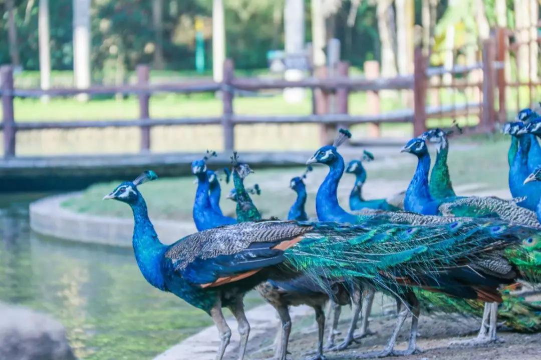 春节风景绝美的旅行地小众,春节云海旅游攻略