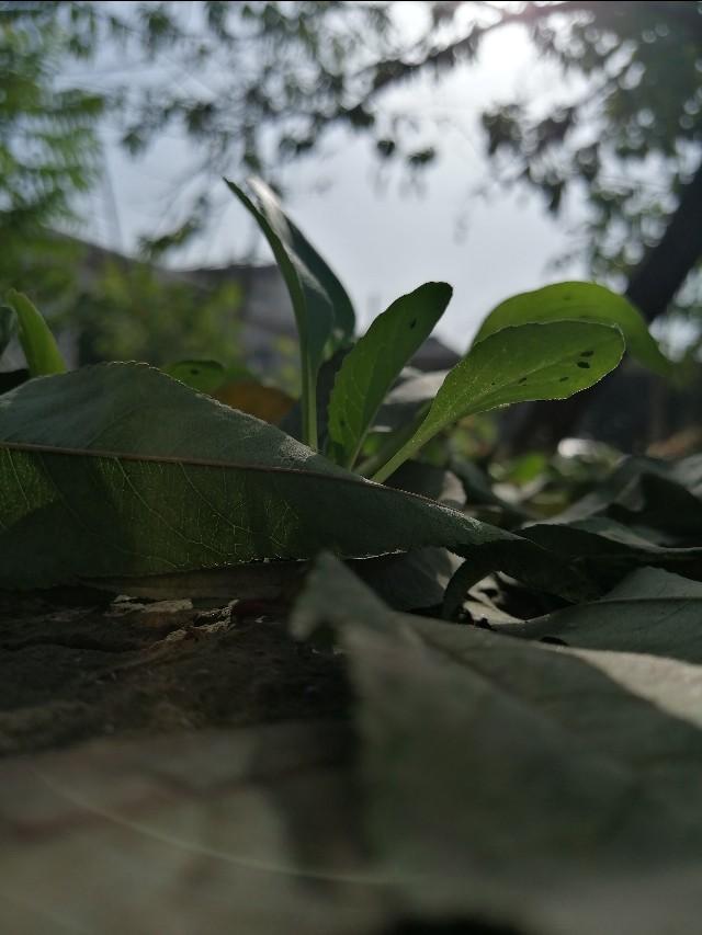 步步惊心的电视剧哪部好看,《步步惊心》短剧剧情介绍