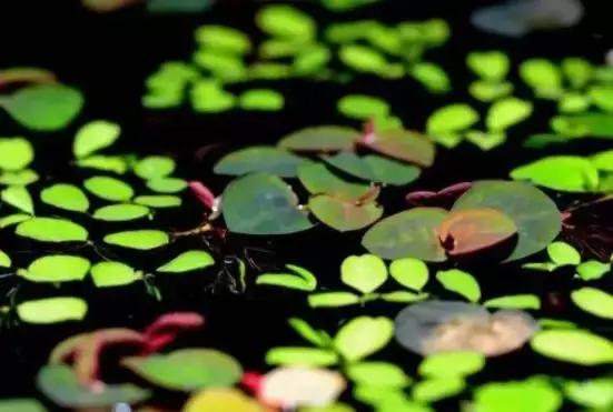 草缸造景沙子如何处理,草缸造景用什么铺底