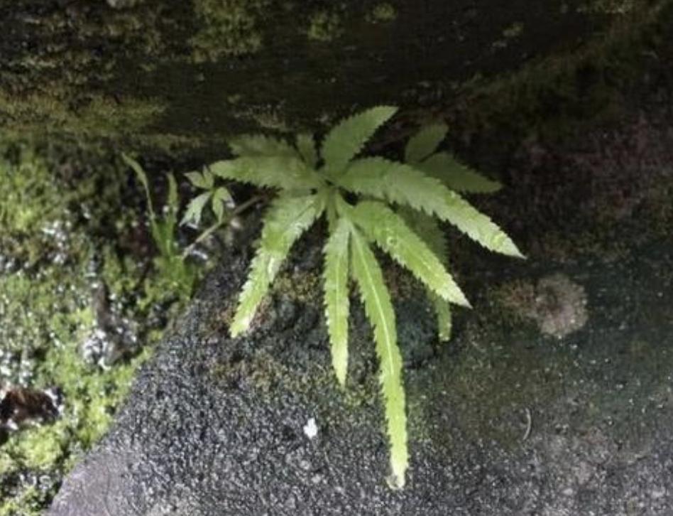 小溪边生长有什么植物,最常见的凤尾蕨