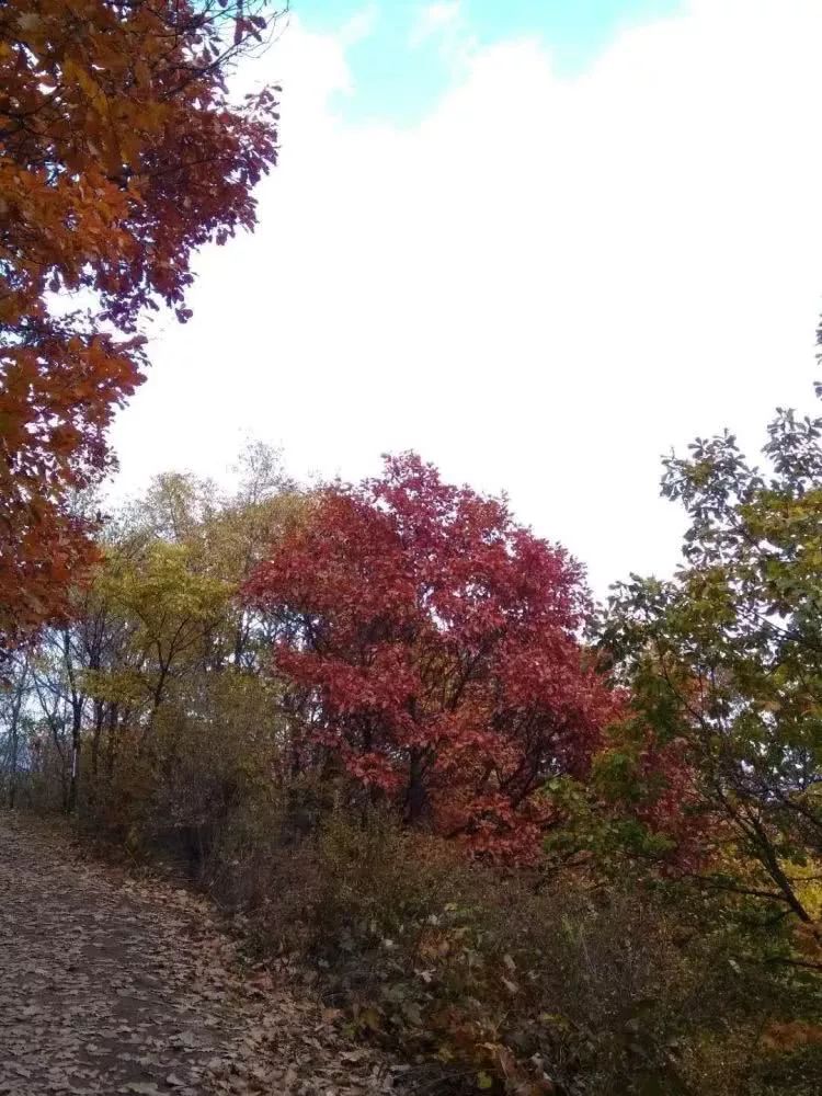 北京喇叭沟原始森林公园未解之谜,喇叭沟门原始森林最佳观赏区