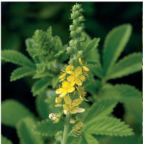 中药古今研究姜黄,中药古今研究泽兰