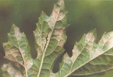 苦瓜疫病用什么药好得快,苦瓜黑斑病图片及治疗方法