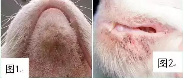 福懋动物医院猫科,猫咪高脚碗容易得黑下巴吗