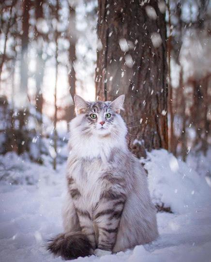 这几种猫很乖巧适合家养,猫中的哪种猫最好