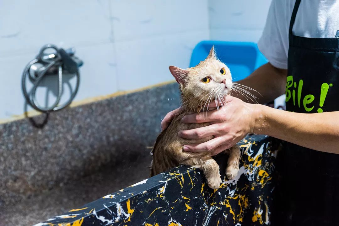 吹爆汕头这家「宠物精灵聚集地」美容、洗剪吹、零食,一应俱全…