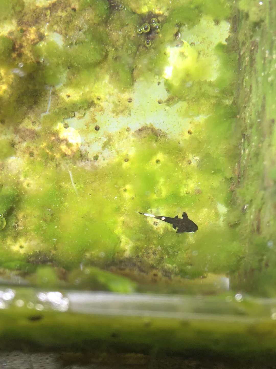 阴阳直升机全红,阴阳直升机图片