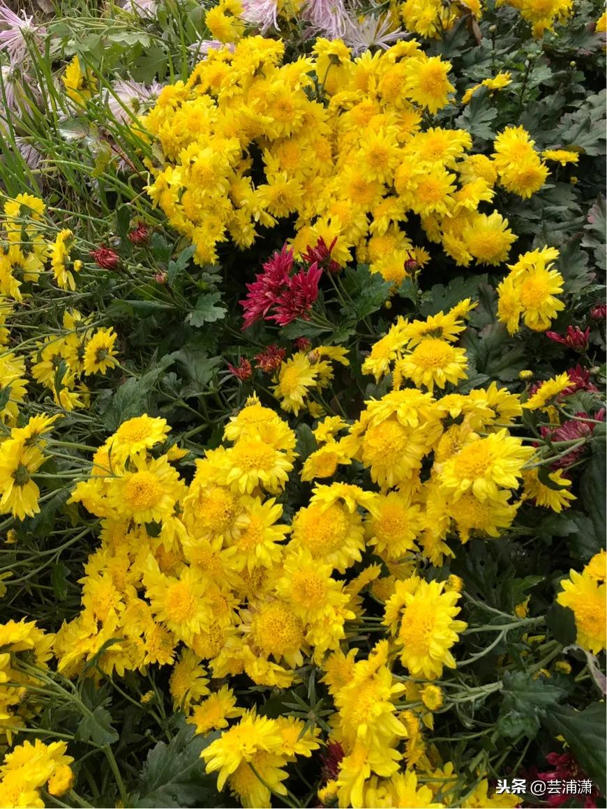 文学样式宋元明清,宋元时期的文学与艺术成就有哪些