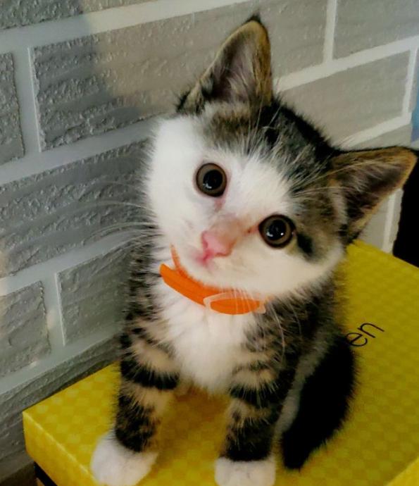 养只猫咪可以缓解焦虑吗,养只猫可以缓解焦虑吗