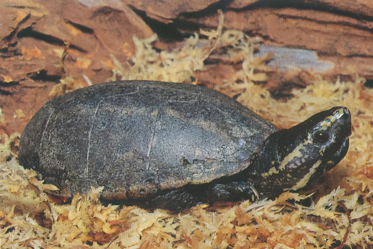 龟类大百科,大眼睛龟类