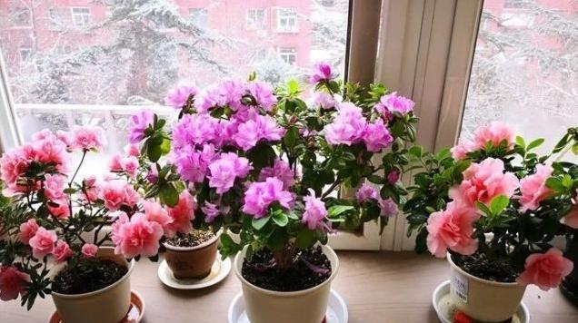 养花不该买的肥料,养花不买土自己挖