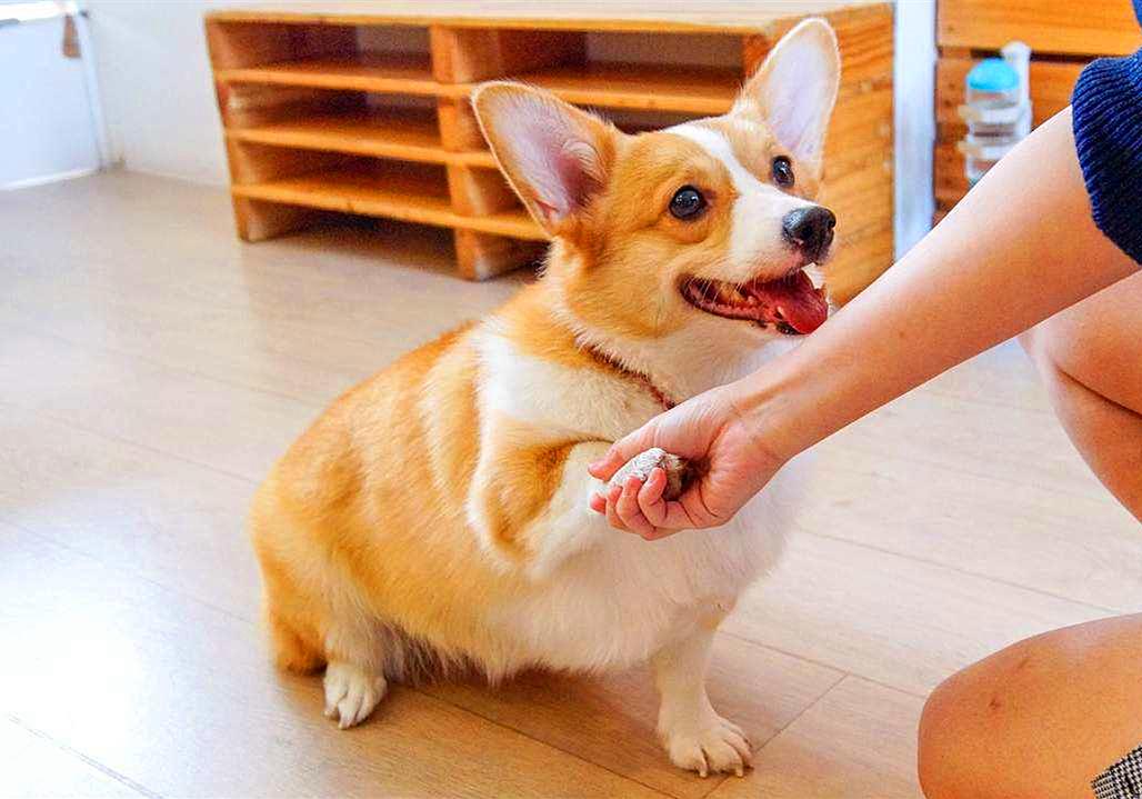 特殊时期如何做好宠物清洁工作?这两点最重要,但仍需注意安全