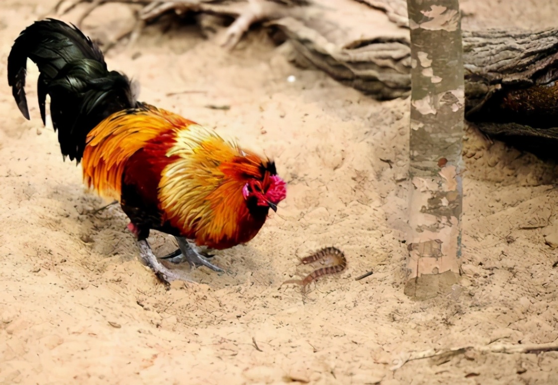 公鸡吃蜈蚣后为什么变得凶猛,为什么公鸡吃了蜈蚣变很凶