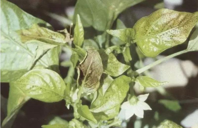 辣椒苗黄叶卷叶生长不旺盛怎样治,辣椒苗叶向下卷叶后干枯怎么回事