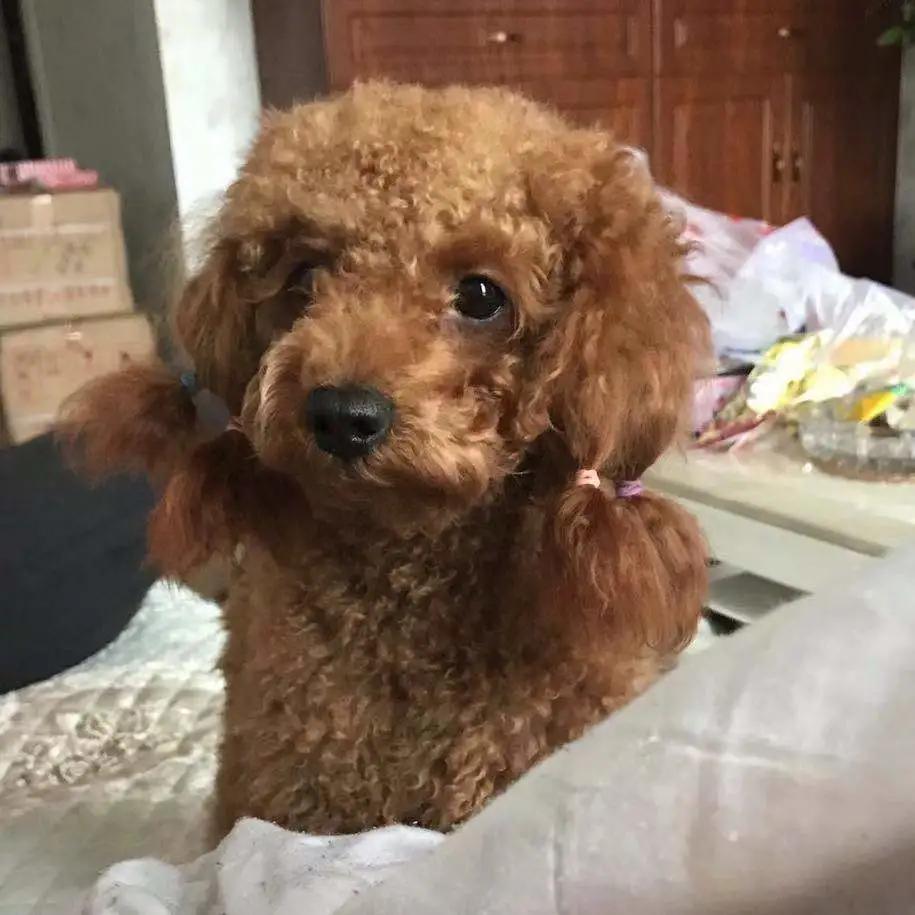 男生猛犬穿女装,男生细狗穿女装