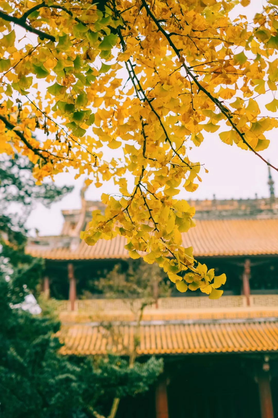 崇州罨画池在哪个位置,崇州罨画池值不值得去