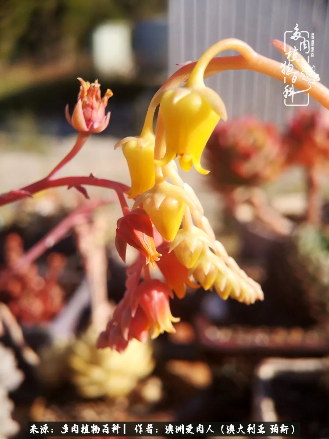 采蘑菇的小姑娘，“转行”来把多肉养