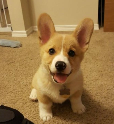 柯基犬与泰迪犬的优缺点,柯基犬的优点缺点有哪些