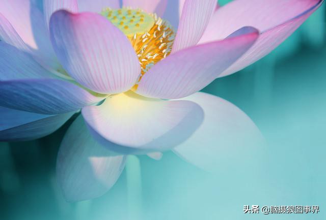 拍摄荷花的十个方法,用荷花花瓣怎样拍好看