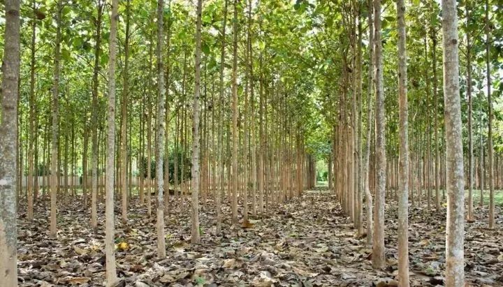 谁才是真正的万木之王柚木,万木之王缅甸柚木市场价位