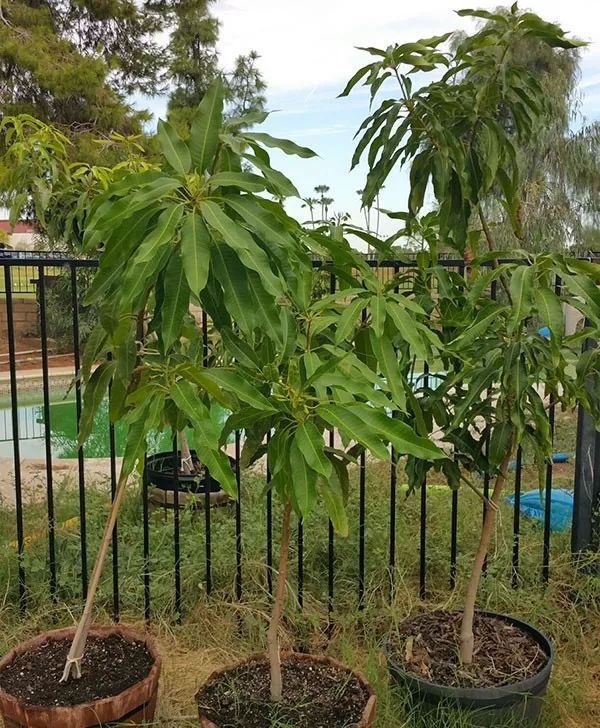 播种的芒果树,芒果树什么时候播种