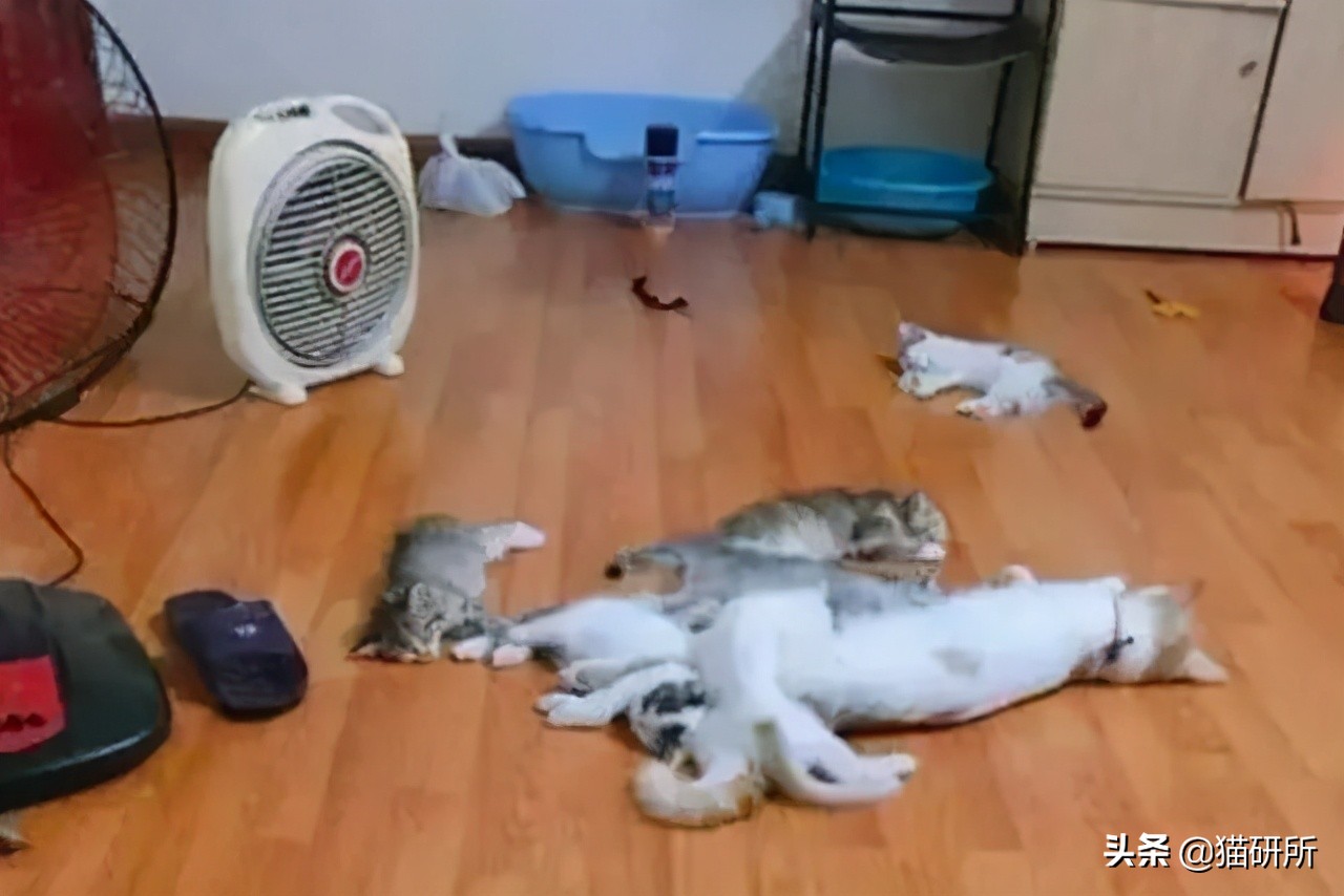 猫咪夏季好物推荐平价,猫咪防抓好物推荐