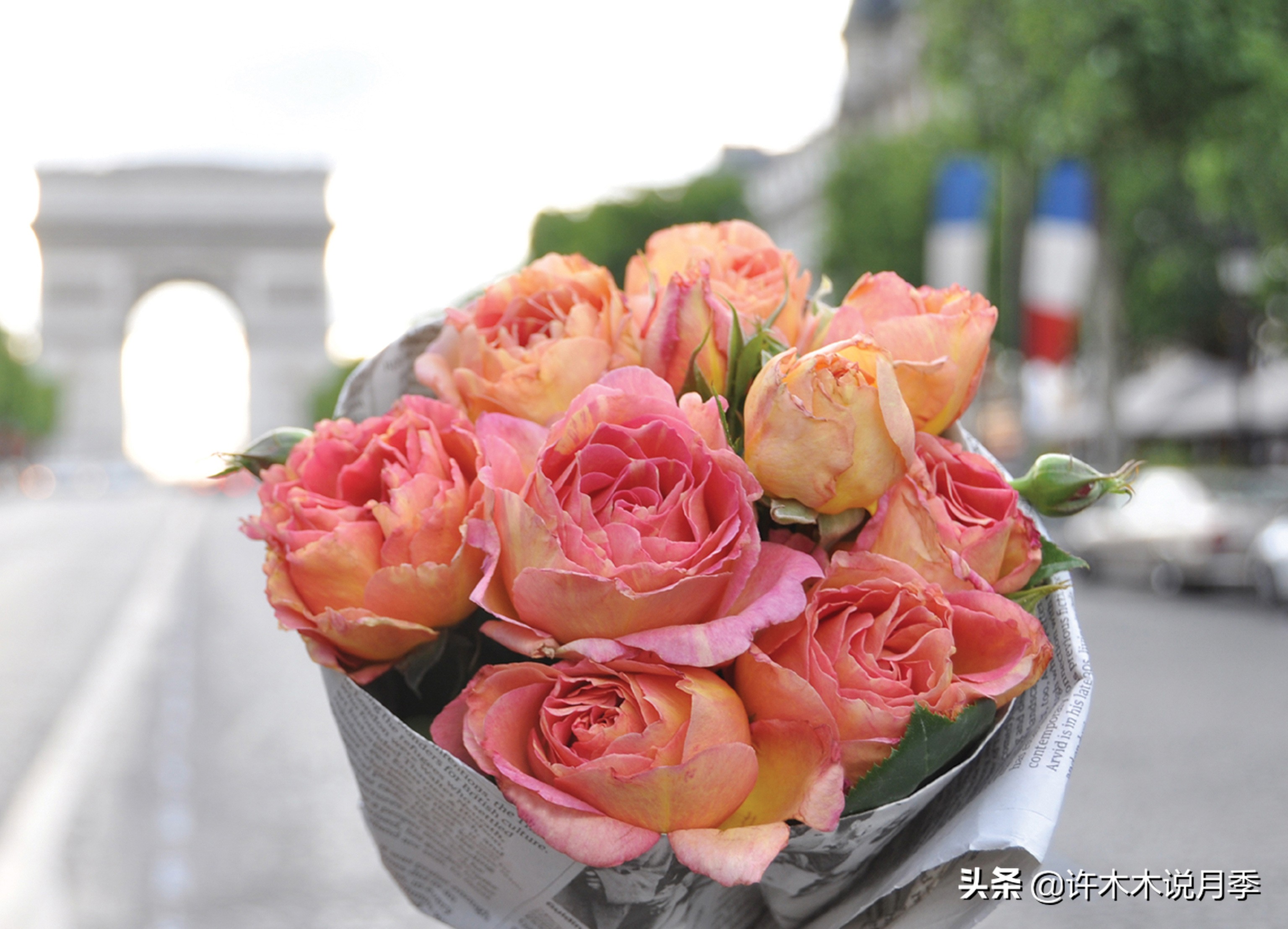 月季盆长蘑菇用什么药,月季发现烂根要怎么处理