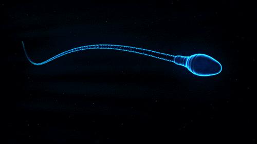 科学家发现精子运动规律,科学家发现精子的神奇作用