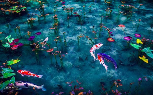 池塘生态系统特点及影响因素,池塘生态系统