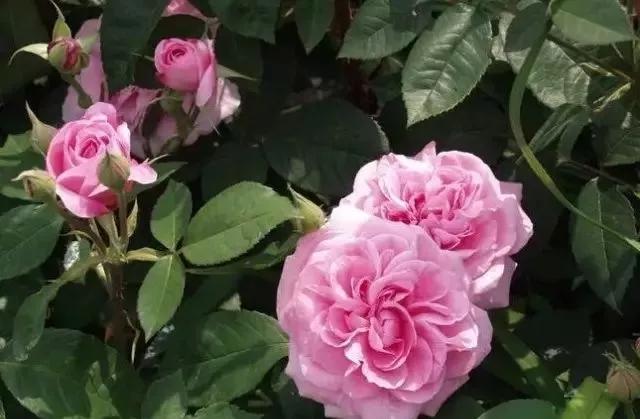 每天学习一点点各种花代表的花语,每天学习一朵花知识