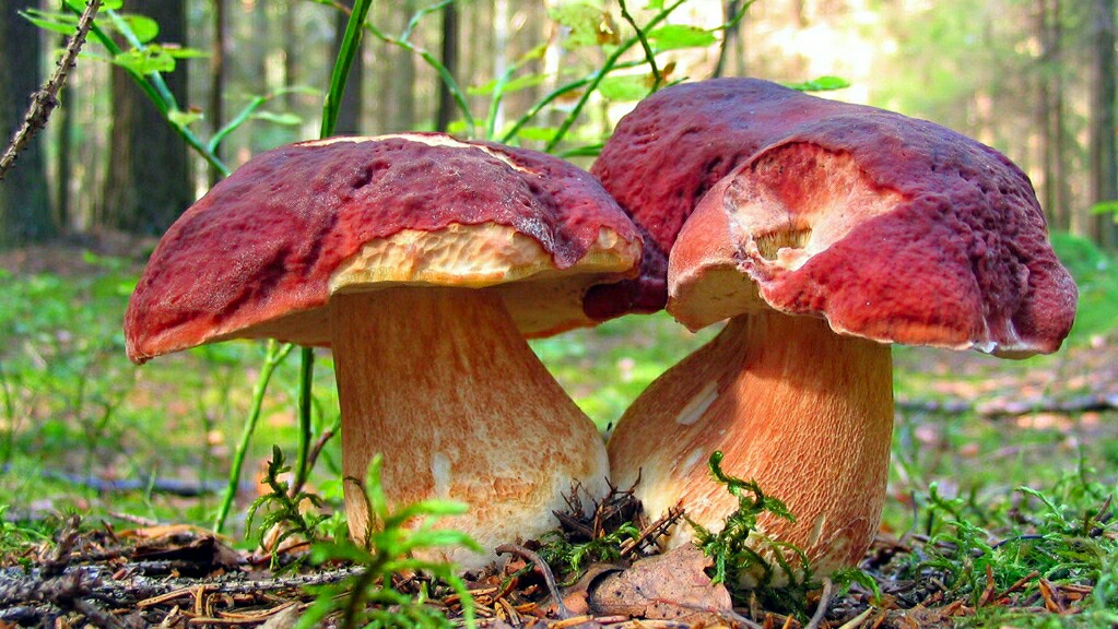 蘑菇的养殖技术视频播放,蘑菇养殖技术全过程