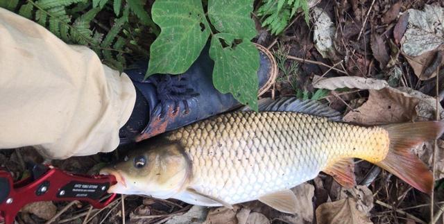 初冬野钓鲫鲤鱼饵料配方,冬季水库野钓钓鱼技巧视频