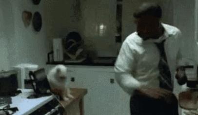 猫咪到底能跳多高,猫咪能跳多高