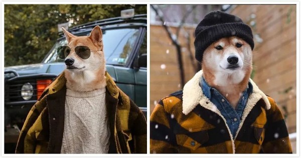 帅到各种时尚大牌求合作，它居然是条狗……你们信吗？