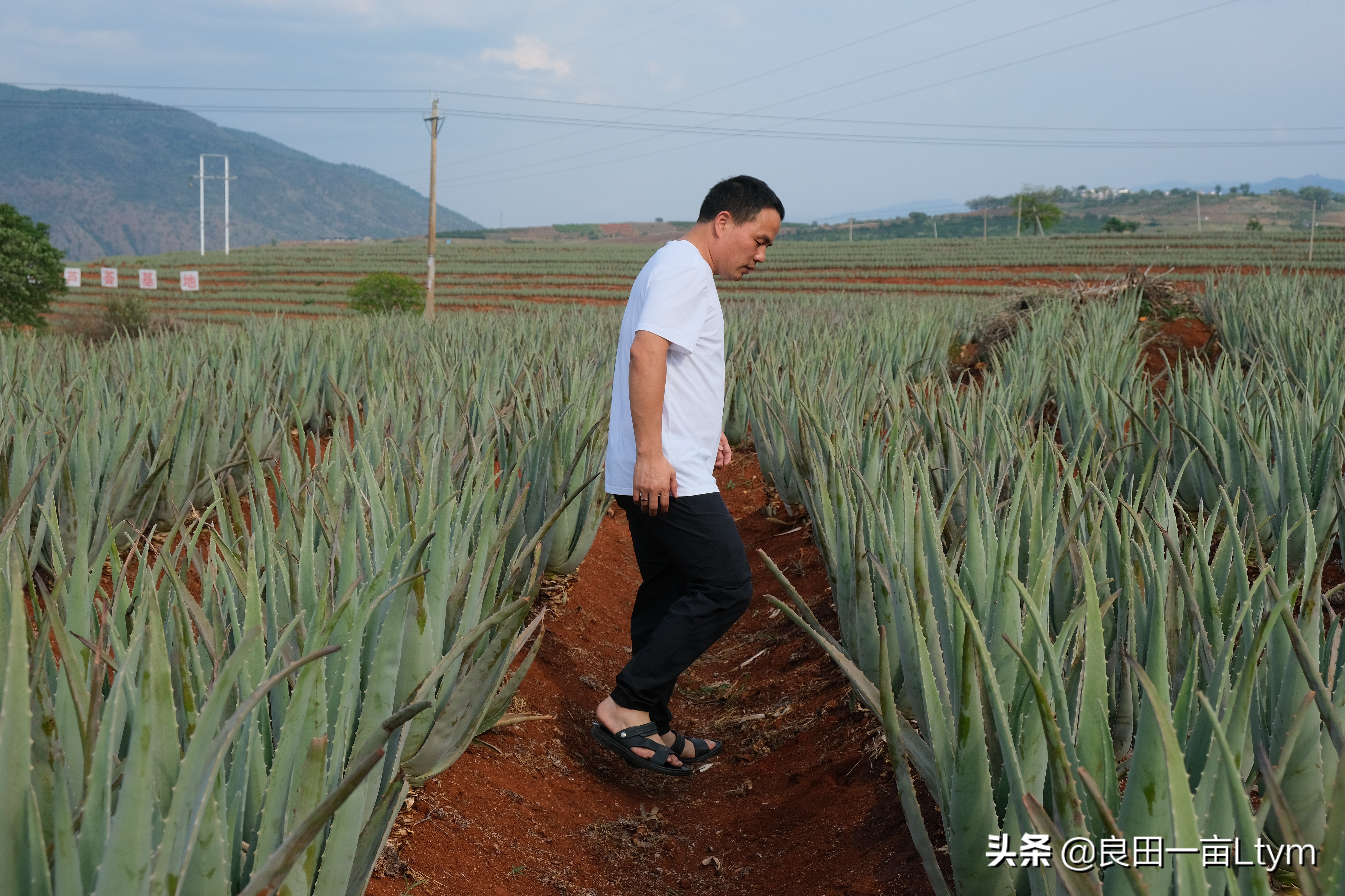 “活着的芦荟护肤品”，你来云南元江看一次芦荟海就够了