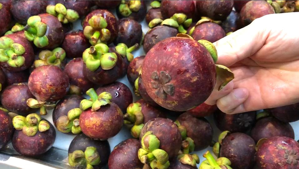 多核山竹怎么挑选,怎么挑多核山竹种子好