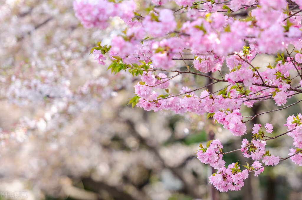 描写樱花的散文,樱花散文美篇