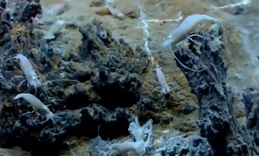 生活在450℃海底热泉旁的虾，用火锅能煮熟它吗？