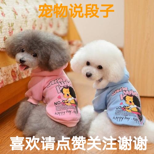 小狗萌宠物之泰迪的价格习*生活性**喂养玩耍训练常见病的防治保护二