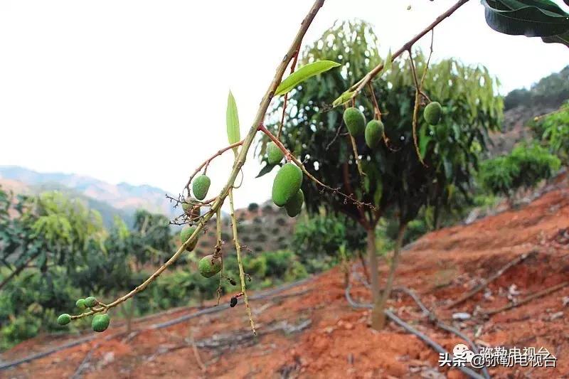 弥勒千亩西瓜熟了!黄心瓜、红心瓜、小香瓜…你喜欢哪种?