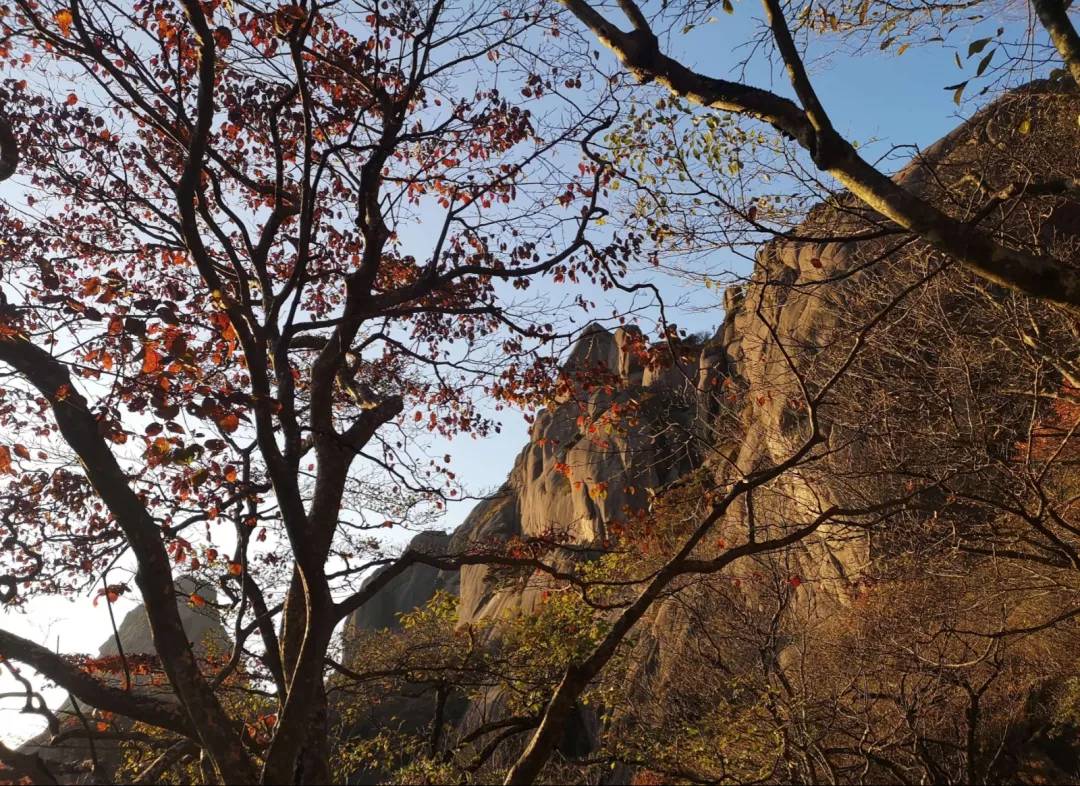 秋至黄山：当秋光与山色齐放