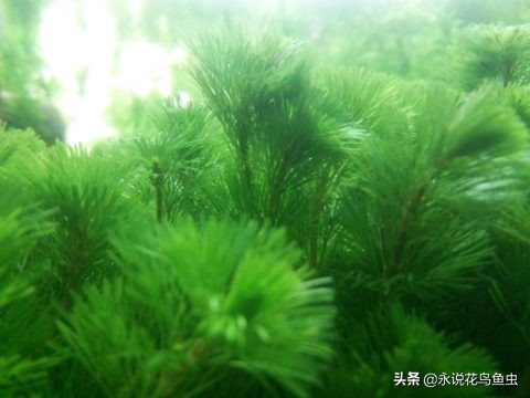 怎么把金鱼的蛋孵化出来,怎么让金鱼生蛋