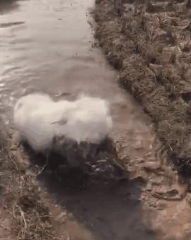 带狗狗回老家过年需要注意什么,带狗狗回家需要准备什么